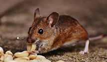 24 Hour & Emergency Exterminators in Maxbass, ND